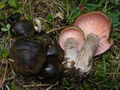 Hygrophorus camarophyllus
